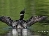 Loon 44