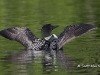 Loon 45