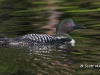 Loon 46