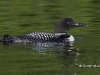 loon-47