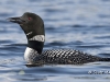 Loon 48