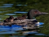 Loon 74