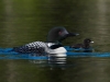 Loon 50