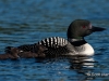 Loon 51