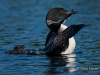 Loon 52