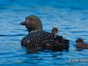 Loon 53