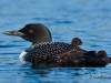 Loon 54