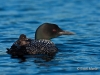 Loon 55