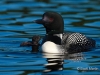 Loon 56