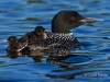 Loon 57