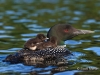 Loon 58