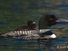 Loon 59