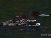 Loon 60