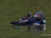 Loon 61