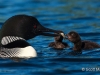 Loon 62