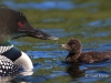 Loon 63