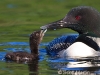 Loon 64