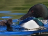 Loon 65