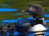Loon 66