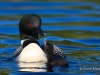 Loon 67