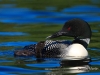 Loon 68