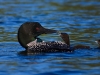 Loon 69