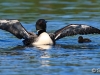 Loon 70