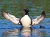 Loon 71