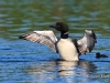 Loon 72