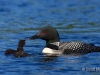 Loon 73