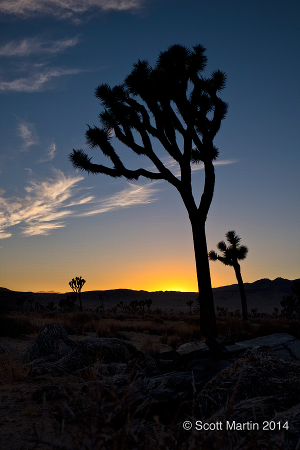 Joshua Tree 01