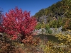 algonquin-leaves-1
