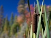 algonquin-leaves-2