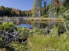 algonquin-leaves-3