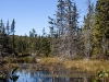 algonquin-leaves-4