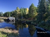 algonquin-leaves-5