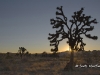 joshua-tree-sunset-potn