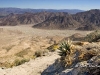 palm-desert