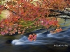 tree-rapids