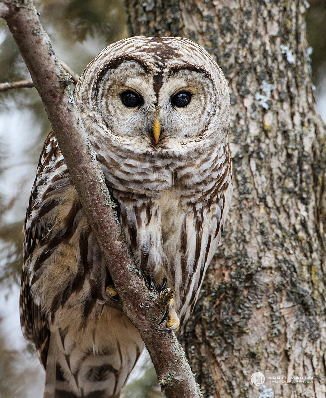 barred owl wingspan