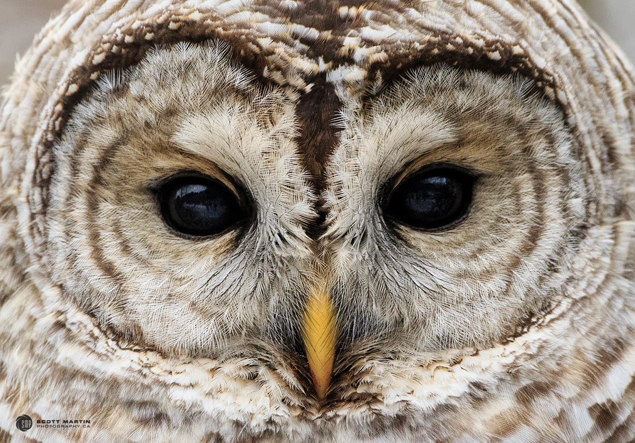 Barred Owl 26