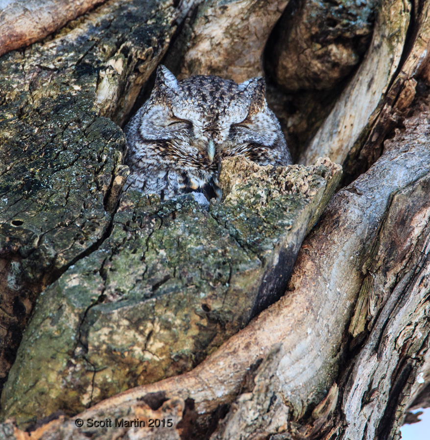 Eastern Screech Owl 05