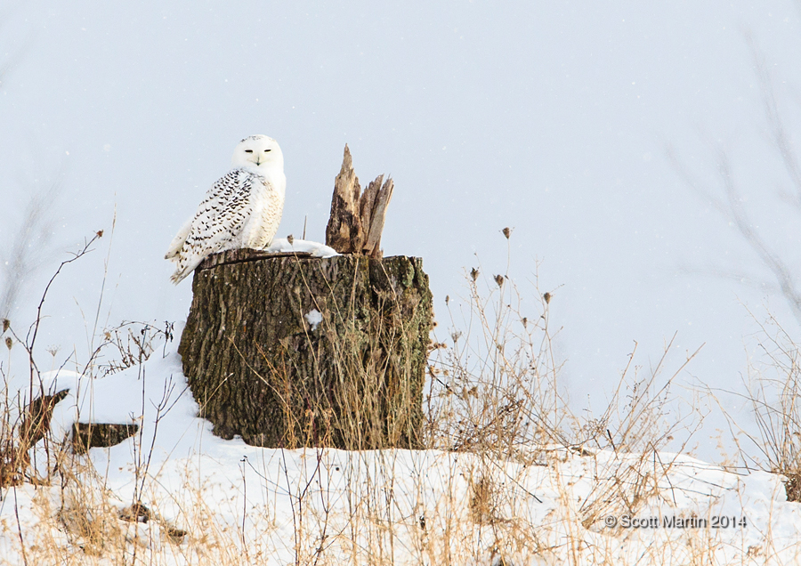 Snowy Owl 08