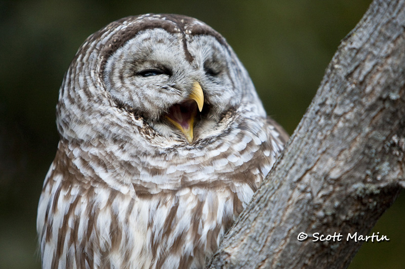 Barred Owl-16