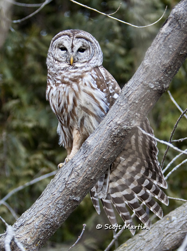 Barred Owl-17