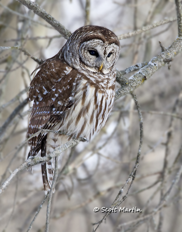 Barred Owl-13