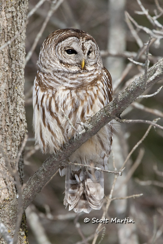 Barred Owl-14