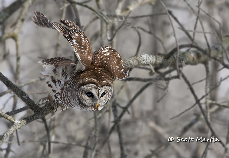 Barred Owl-15