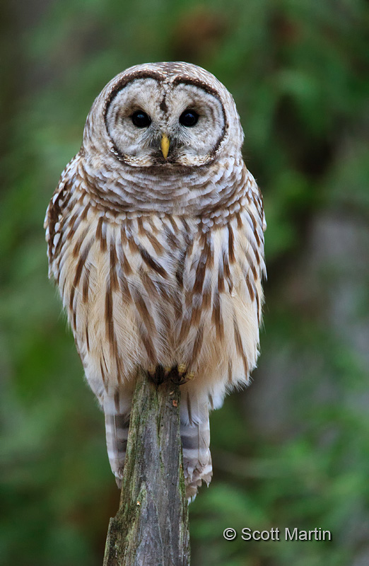 Barred Owl-18