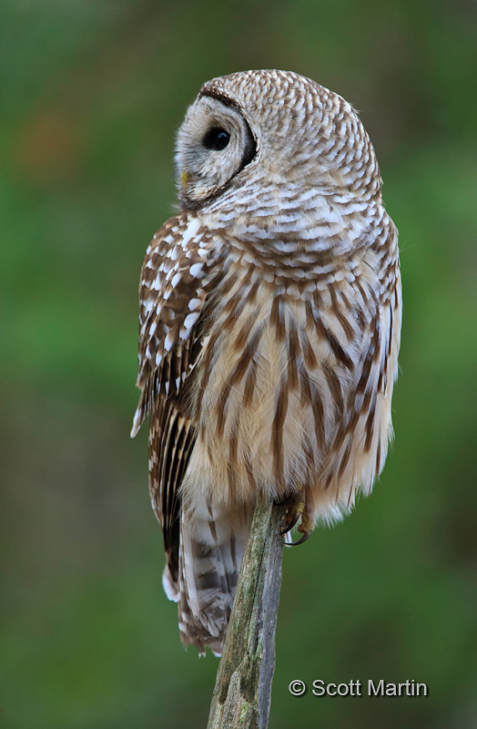 Barred Owl-19